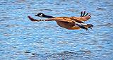 Goose In Flight_DSCF6327